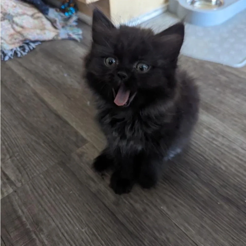 MEET FELIX 🐈⬛ - Picture 6 of 12